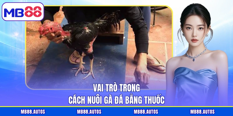 Vai trò trong cách nuôi gà đá bằng thuốc